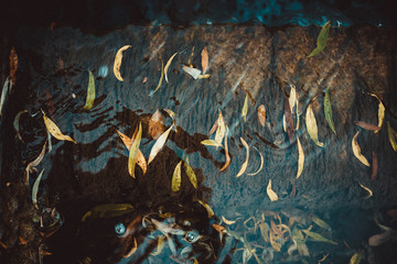 Leaves in water at the edge of the waterfall