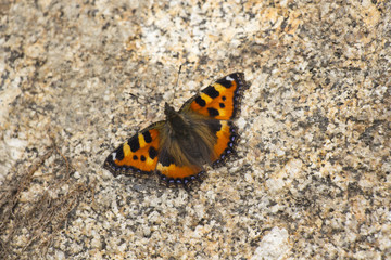Fototapeta na wymiar Schmetterling auf Fels