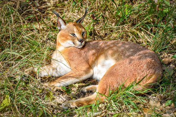 Obraz premium Caracal, Lynx, South Africa