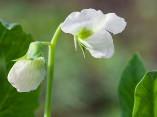 Photo flowering sweet pea