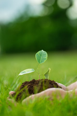 Human is holding a small green plant with soil in hands over the green grass background