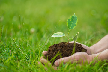 Human is holding a small green plant with soil in hands over the green grass background