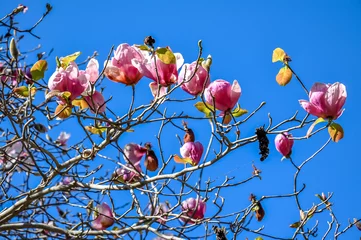 Photo sur Plexiglas Magnolia Tulip tree, japanese magnolia tree, saucer magnolia tree