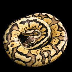 Fototapeta premium Ball Python -Python regius