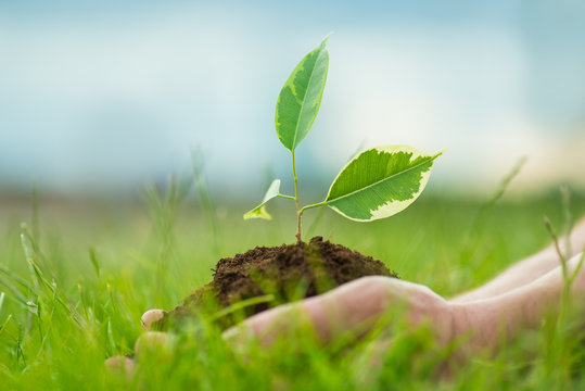 Human is holding a small green plant with soil in hands over the green grass background