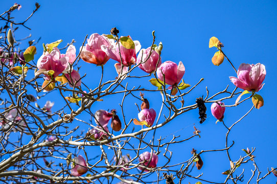 Tulip Tree, Japanese Magnolia Tree, Saucer Magnolia Tree