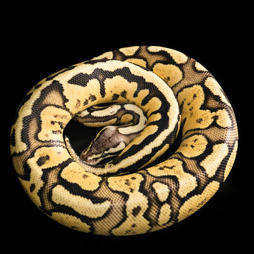 Ball Python -Python regius