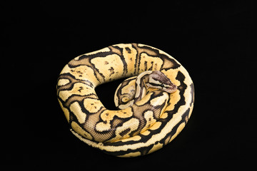 Fototapeta premium Female Ball Python. Firefly Morph or Mutation