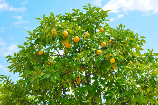 Lemon Tree