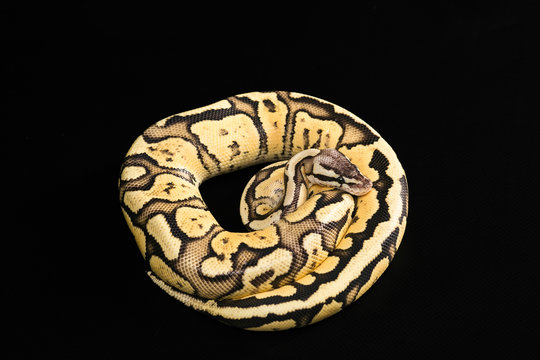 Female Ball Python. Firefly Morph or Mutation