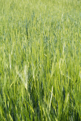 grünes Gerstenfeld