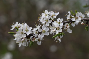 Spring flowering / Spring flowering of fruit trees