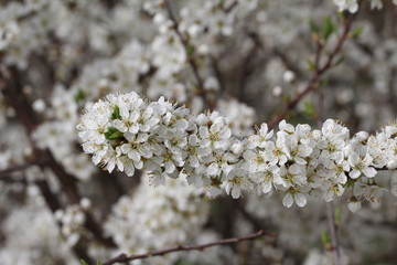 Spring flowering / Spring flowering of fruit trees