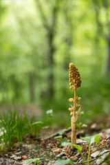 Vogel-Nestwurz (Neottia nidus-avis) auf der Schwäbischen Alb