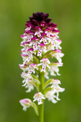 Brand-Knabenkraut (Orchis ustulata) burnt-tip orchid