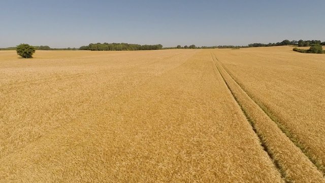 Flight over a huge field of barley