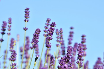 Naklejka premium lavender