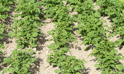 Field of the planted potato