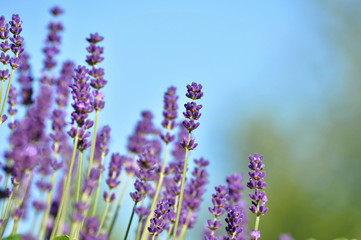 lavender
