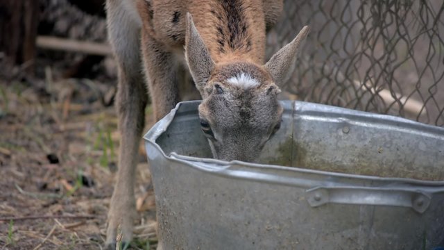 Ягненок пьет воду из корыта
