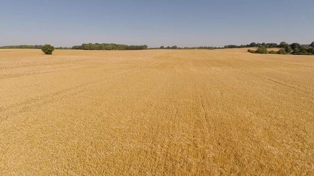 Aerial shot of a field of ripe barley