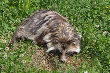 Naklejka premium Marderhund