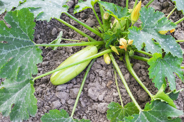 Bush ripe vegetable marrow