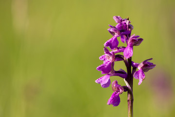 Fototapeta premium Kleines Knabenkraut (Orchis morio)