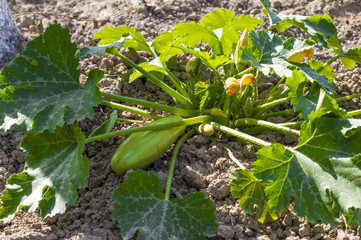 Bush ripe vegetable marrow