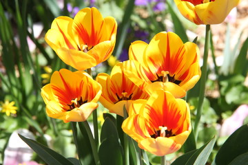Tulips
