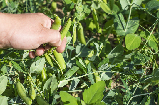 Harvesting of ripe green peas