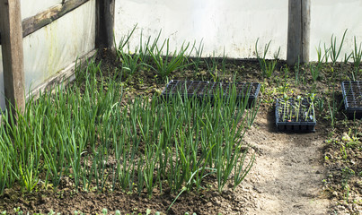 Growing green onions in the greenhouse