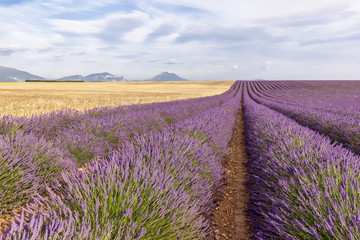 Fototapeta na wymiar Two thirds lavender and wheat tier