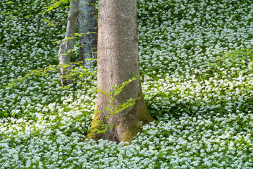 Blühender Bärlauch auf dem Waldboden im Frühjahr (Allium ursinum)