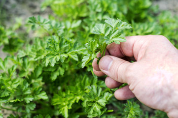 Fototapeta na wymiar Harvest fresh parsley