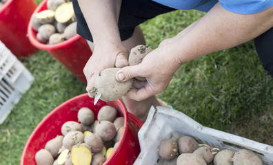 The process of preparing potatoes for planting