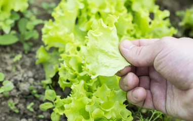 Being wrenched off green leaf lettuce