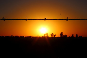 barber wire at sunrise