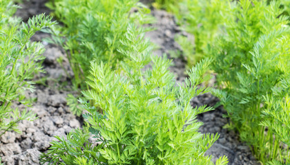 Rows of green carrot