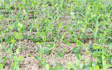 Rows of green peas