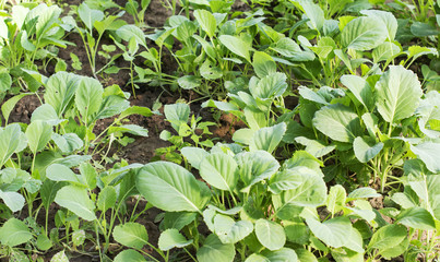Seedlings of cabbage