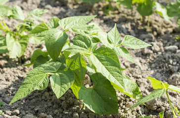 Rows of green beans