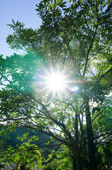 sun light of Lens flare through the trees