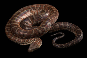 Hispaniolan boa, Chilabothrus or epicrates striatus
