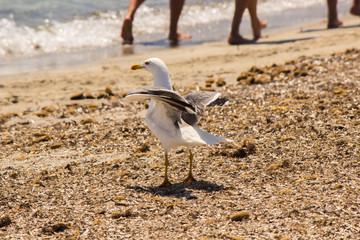 Gabbiano sulla spiaggia