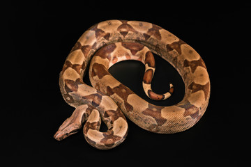 Boa constrictors  isolated on black background