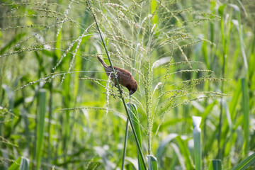 A weaver bird in the field