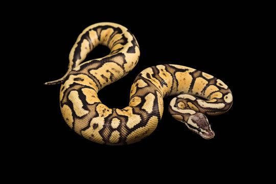 Female Ball Python. Firefly Morph or Mutation