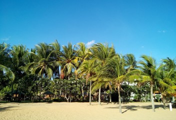 Fototapeta na wymiar coconut tree on beach