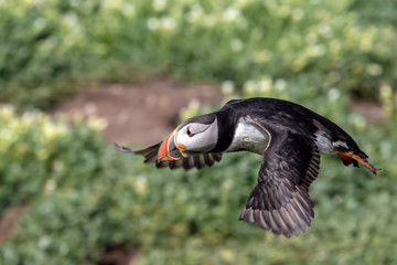 Atlantic puffin in flight